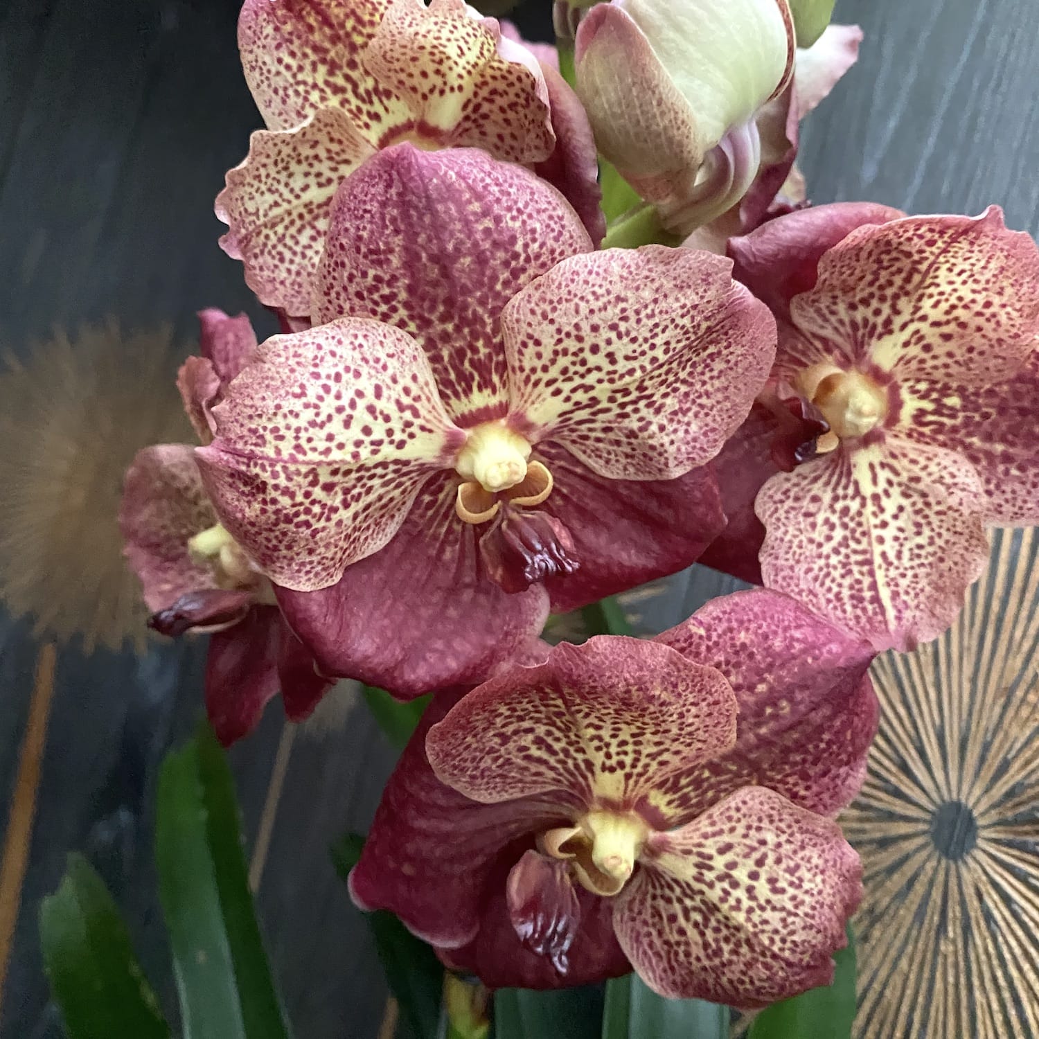 Vanda SUNANDA® Leopard Coral (Ansu) - das Exemplar auf dem Foto