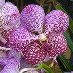 Vanda Sunanda Lipstick (ANSU)