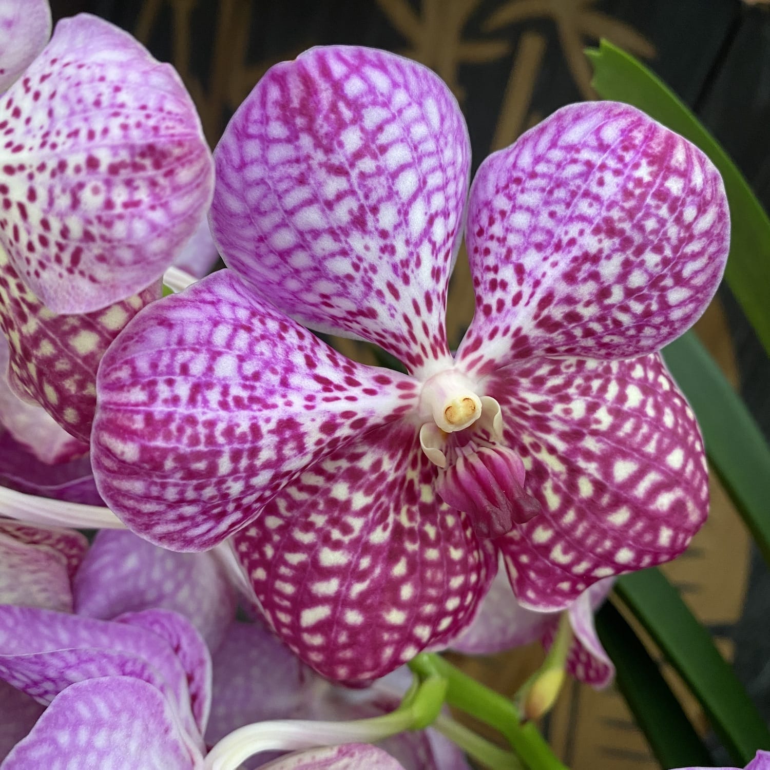 Vanda Sunanda Lipstick (ANSU)