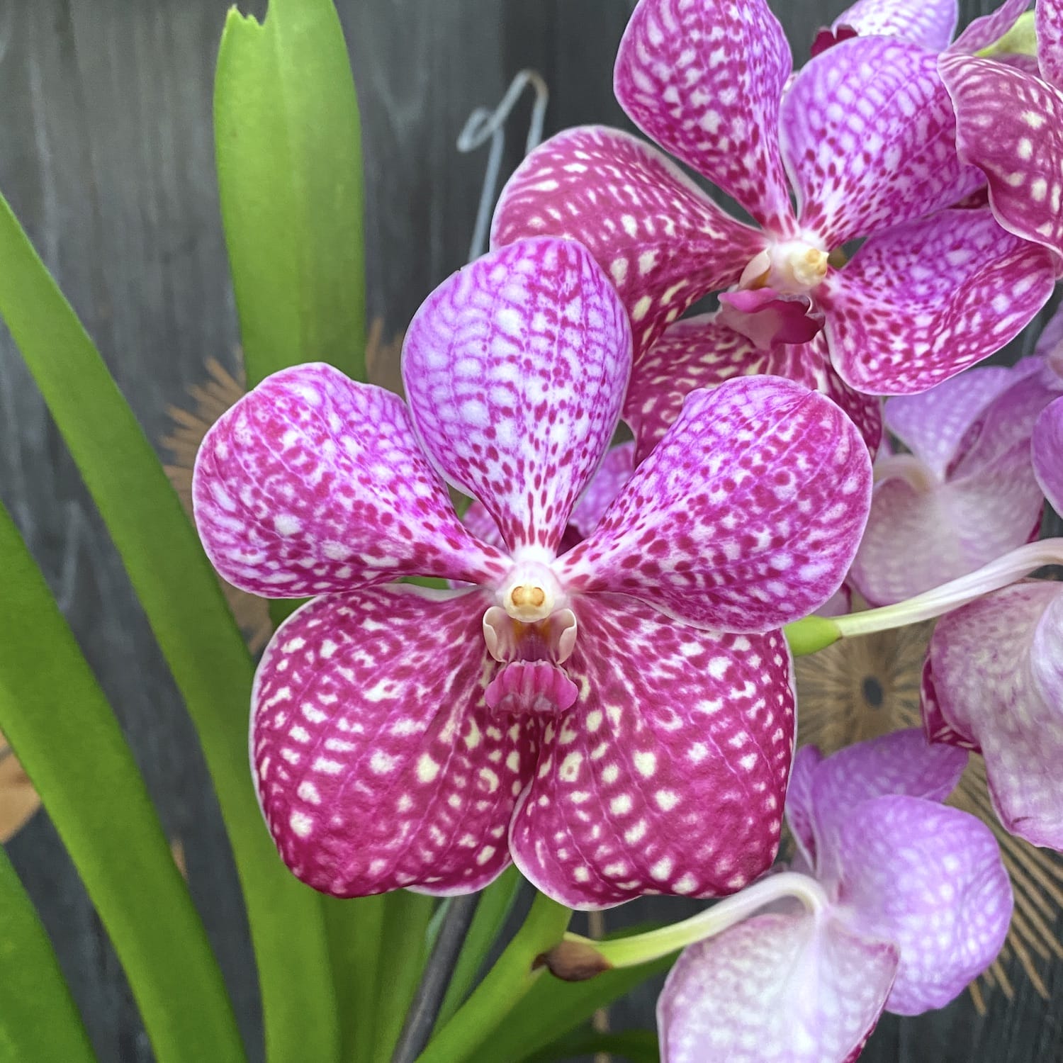 Vanda Sunanda Lipstick (ANSU)