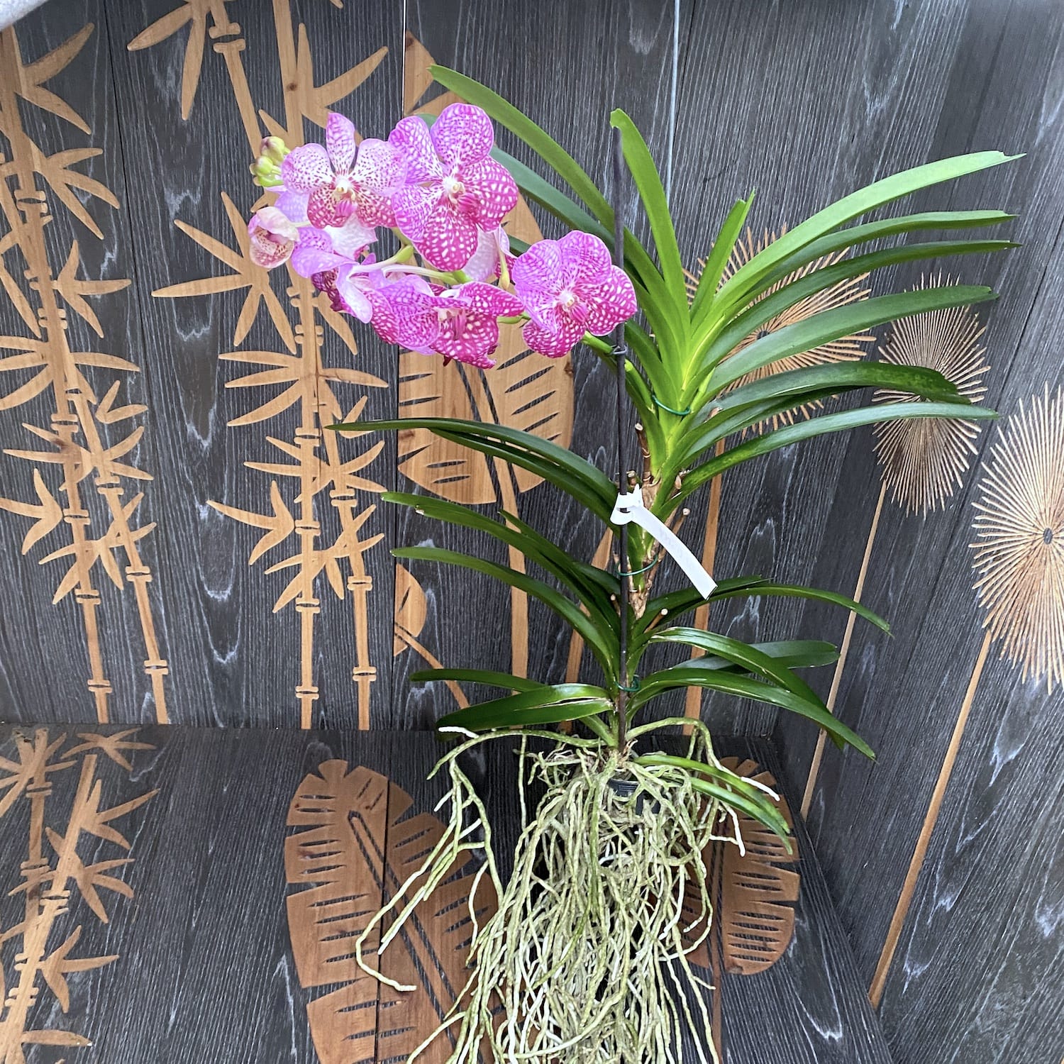 Vanda Sunanda Lipstick (ANSU)