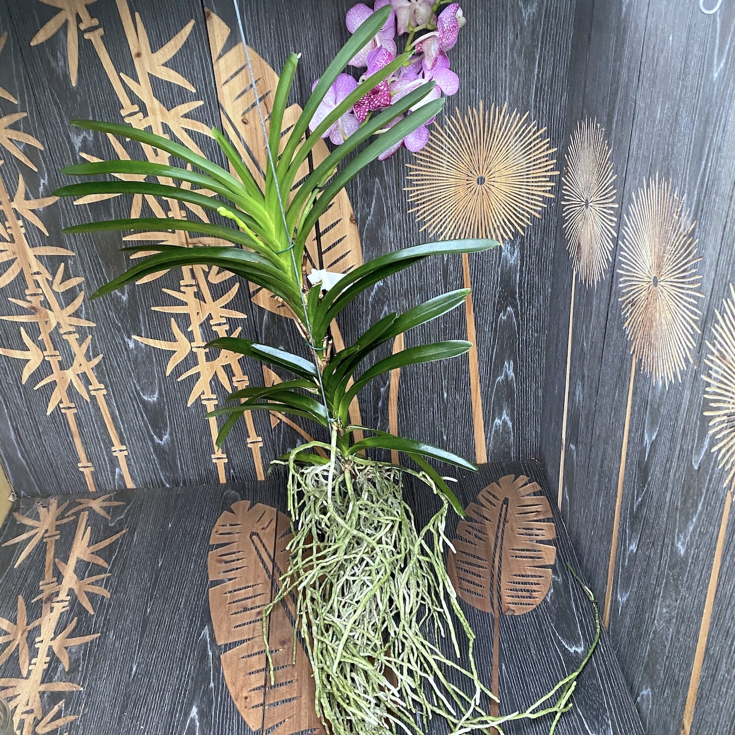 Vanda Sunanda Lipstick (ANSU)