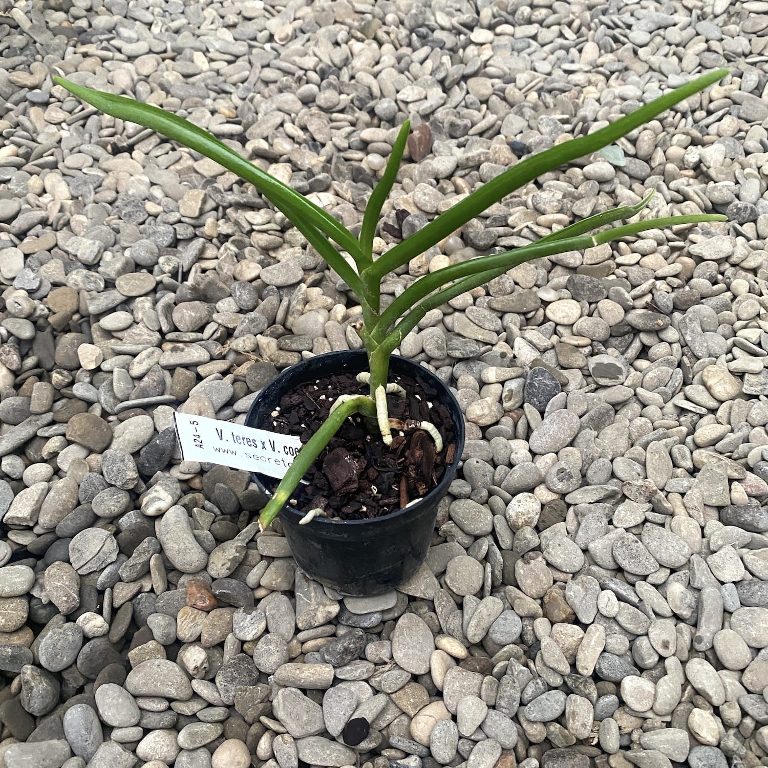Vanda Teres x Vanda Coerulea fragrant