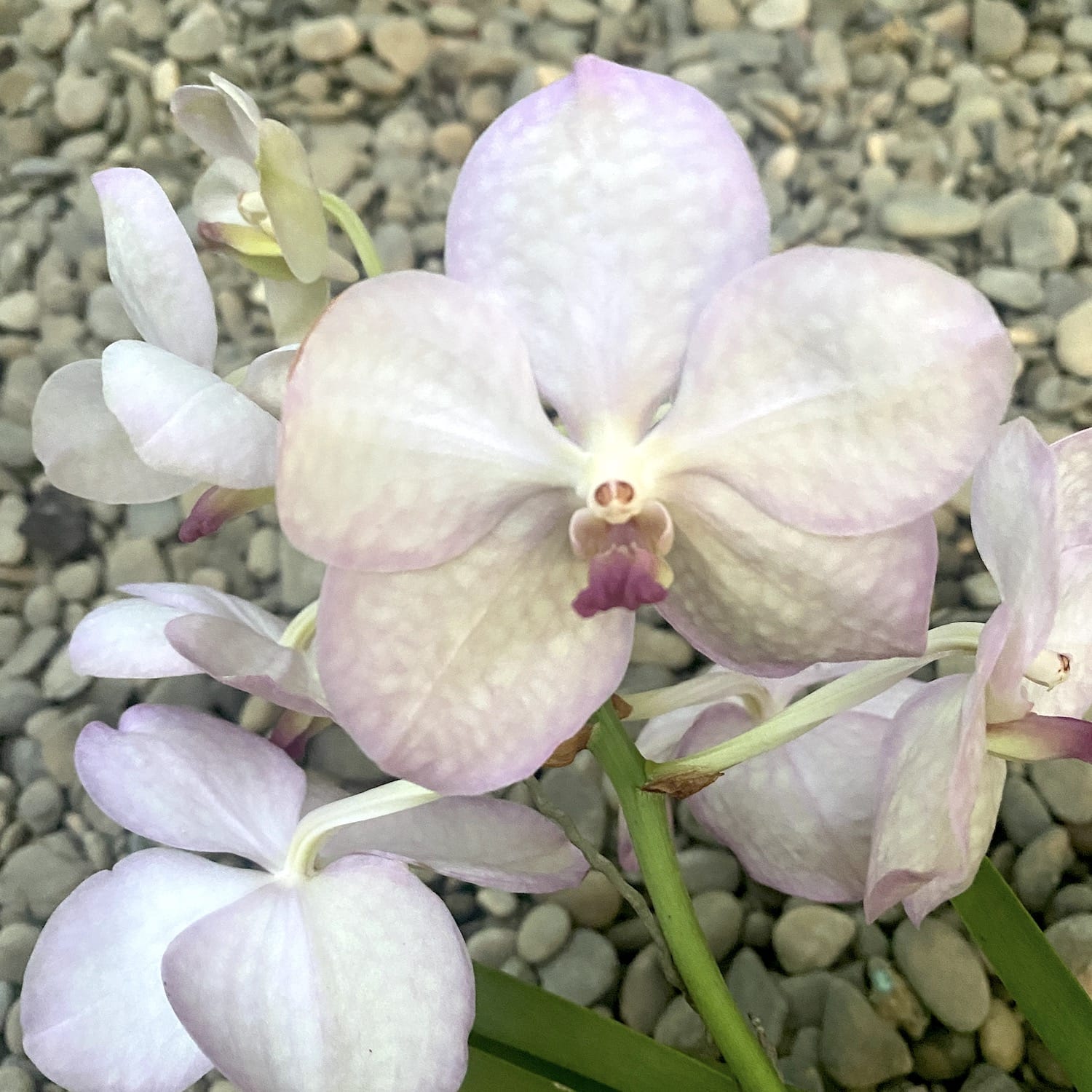 Vanda (Ascocenda) Princess Micassi Light Pink
