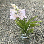 Vanda (Ascocenda) Princess Micassi Világos Rózsaszín