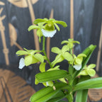 Vanda (Christensonia) Vietnamica * fragrant