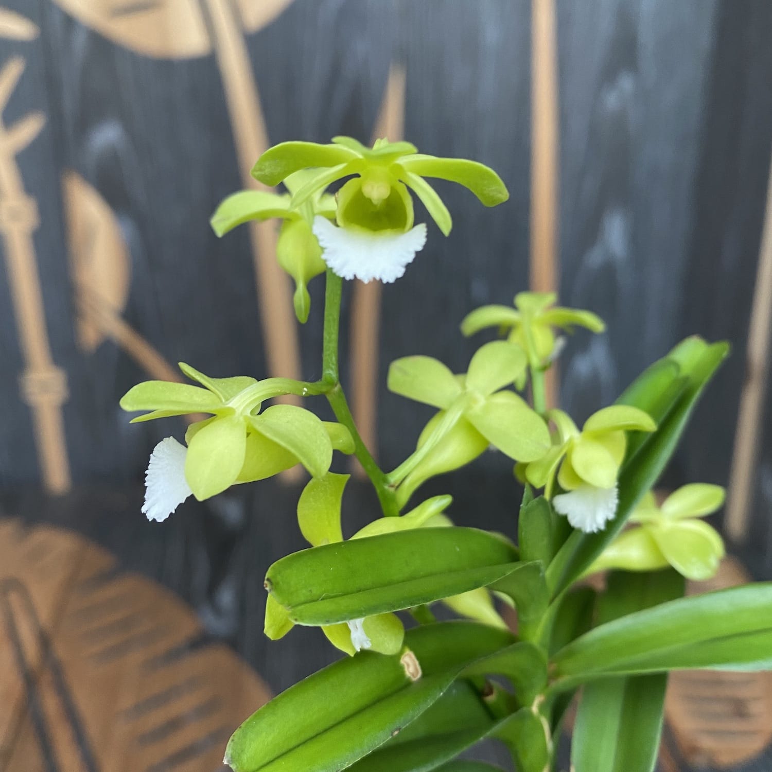 Vanda (Christensonia) Vietnamica * parfumata