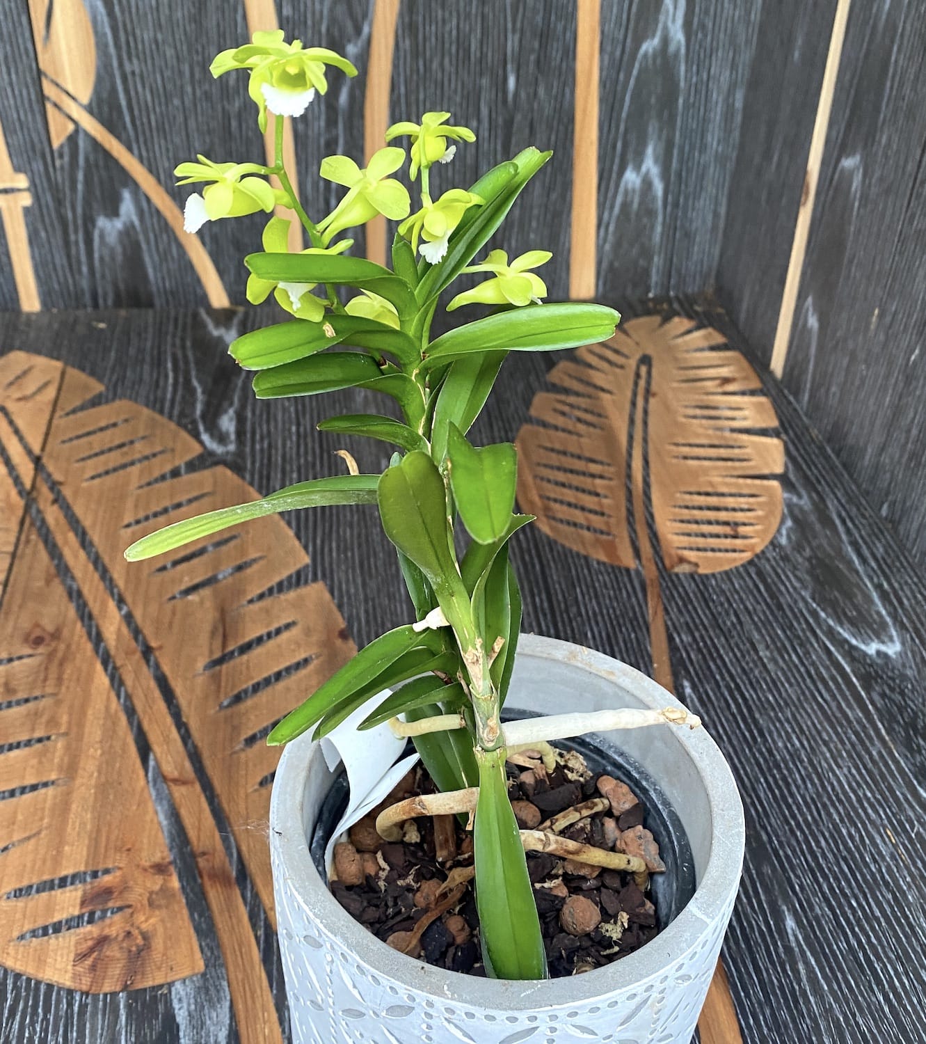 Vanda (Christensonia) Vietnamica * parfumata