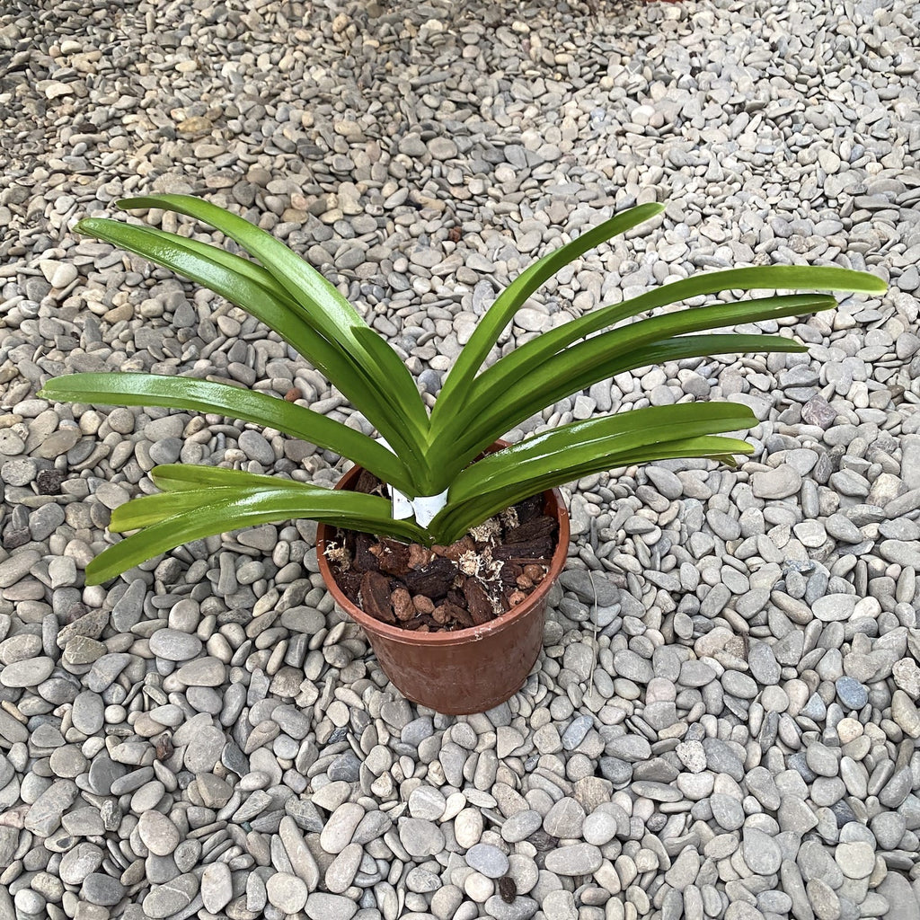 Vanda (lamellata x Noi Blue) x Rhy. coelestis Blaue Lippe