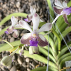 Vanda (lamellata x Noi Blue) x Rhy. coelestis Blaue Lippe