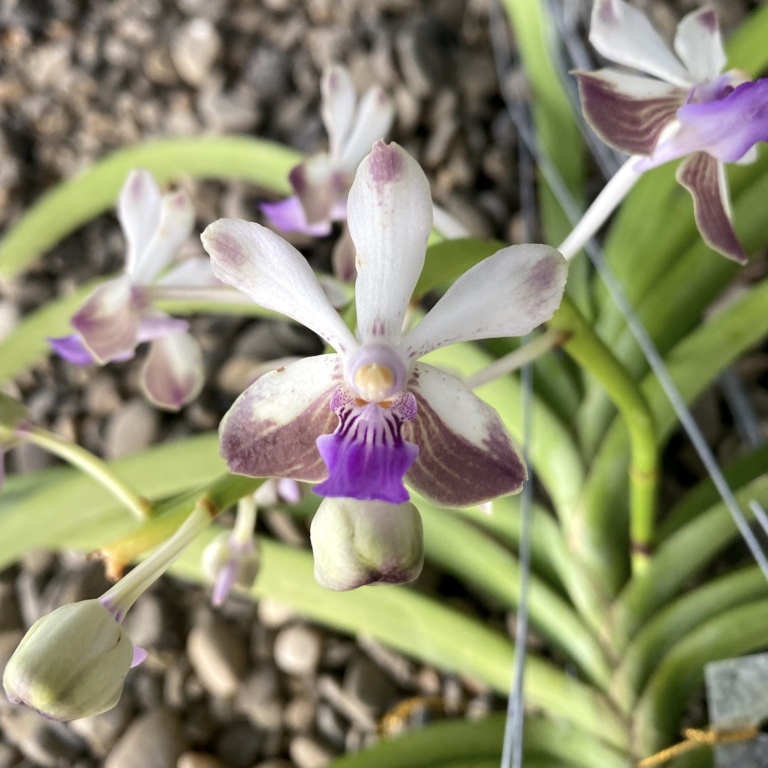 Vanda (lamellata x Noi Blue) x Rhy. coelestis Blaue Lippe
