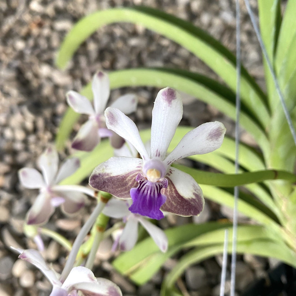 Vanda (lamellata x Noi Blue) x Rhy. coelestis Blaue Lippe