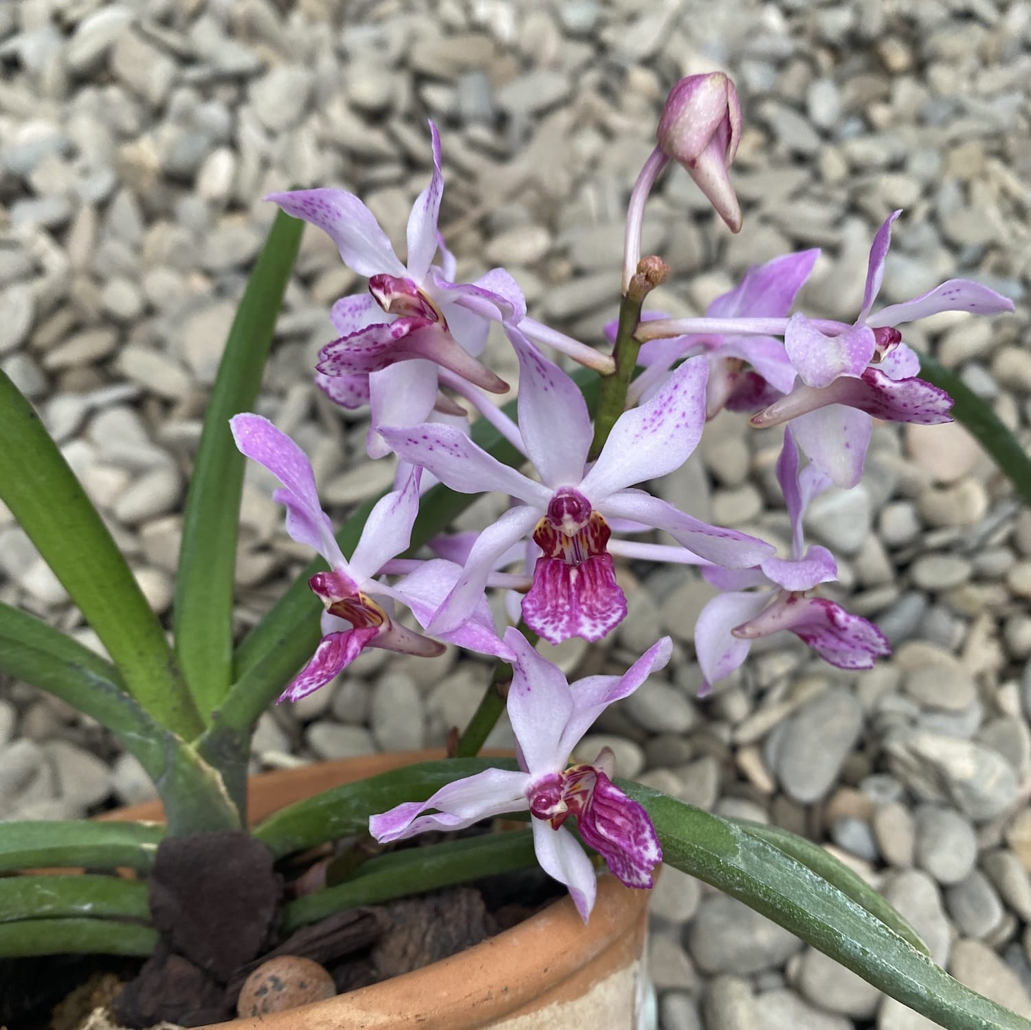 Vandachostylis (Holcostylis) Pink Yawi parfumata