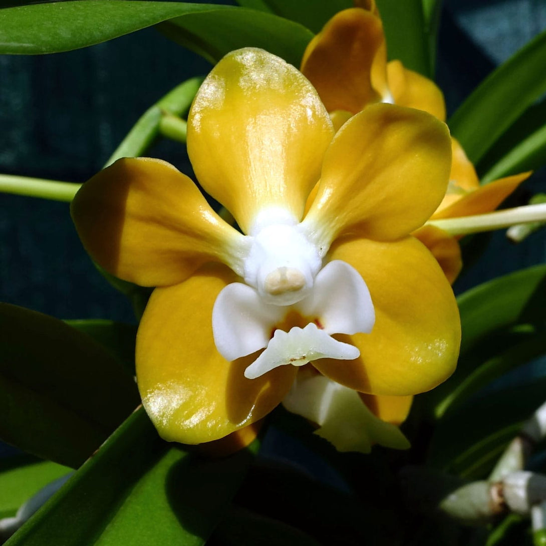 Vanda denisoniana