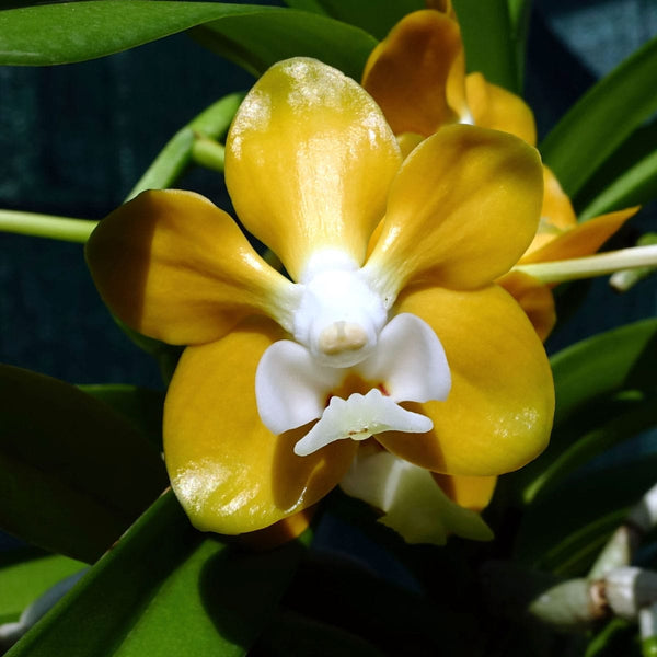 Vanda denisoniana