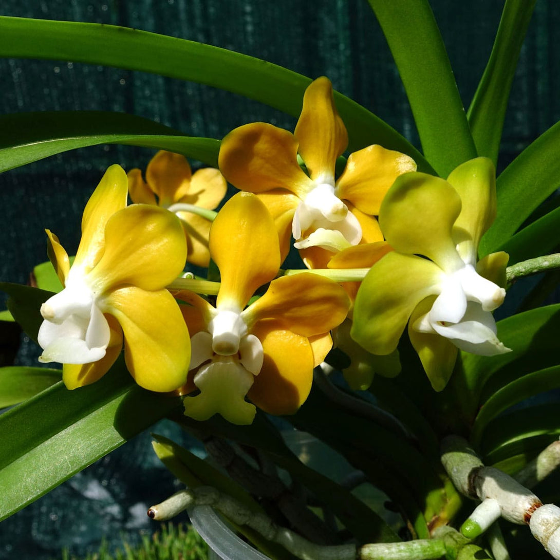 Vanda denisoniana