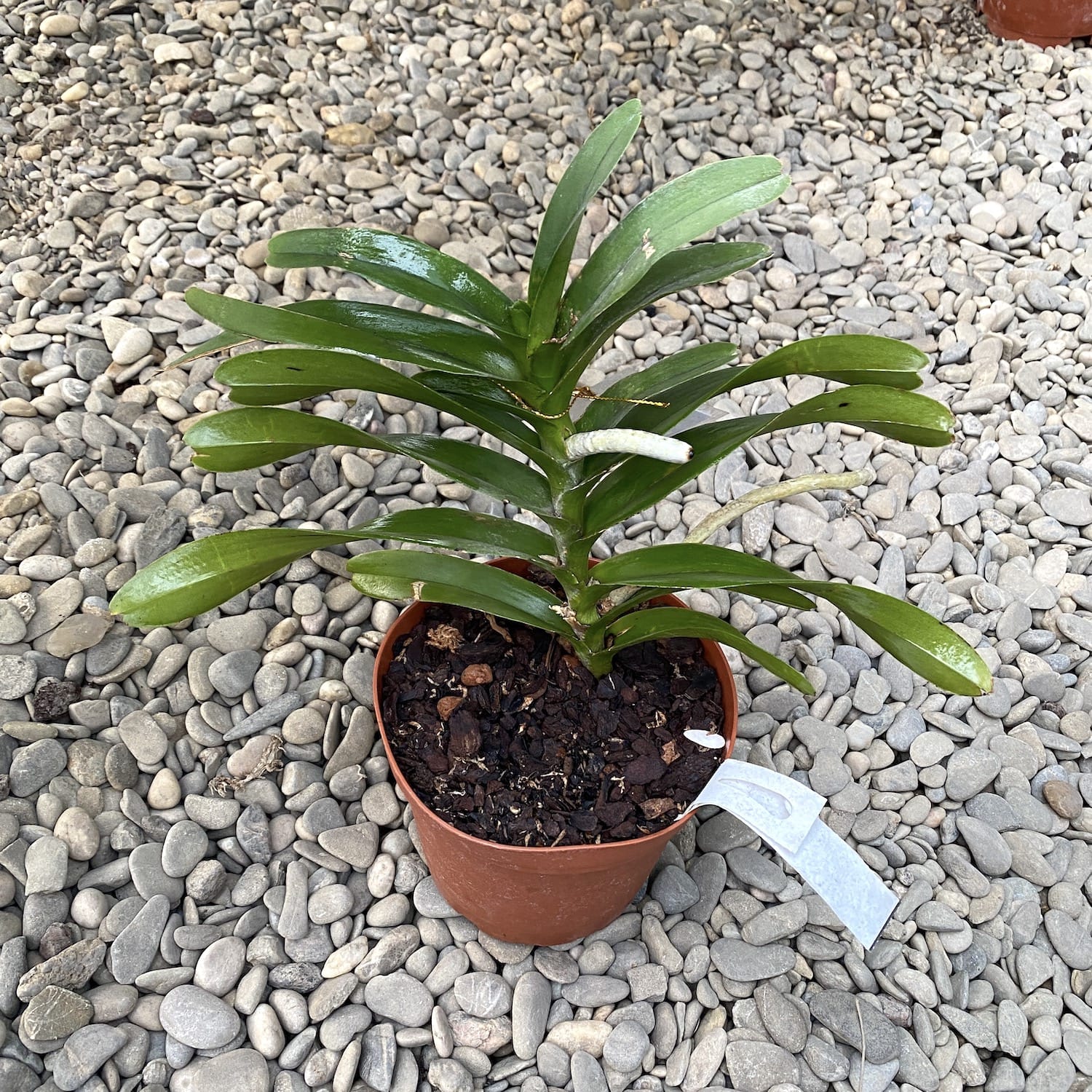 Vanda denisoniana x Renanthera storei