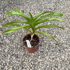Vanda densig (V. denisoniana x insignis) *illatos