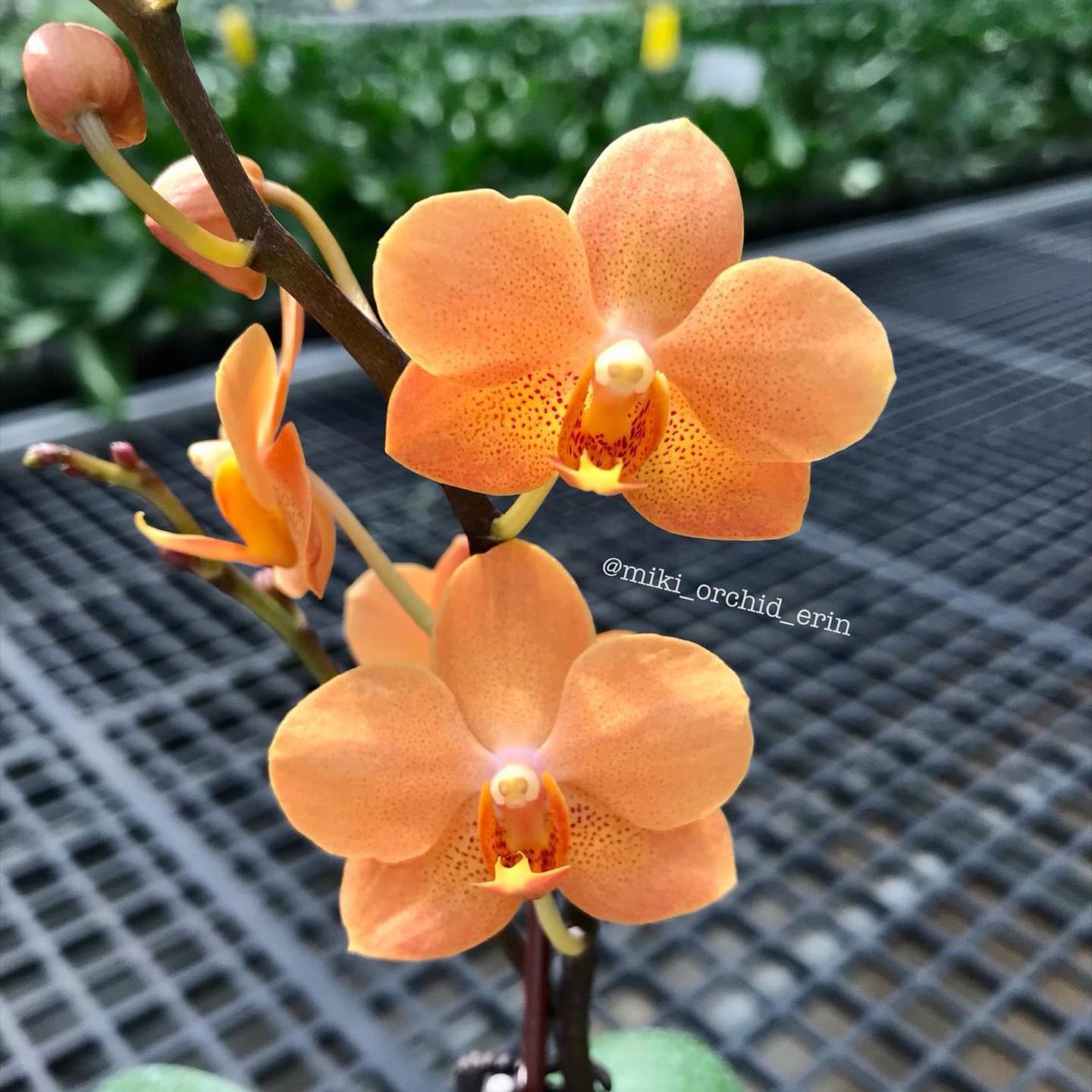 Vandaenopsis Irene Dobkin Elmhurst