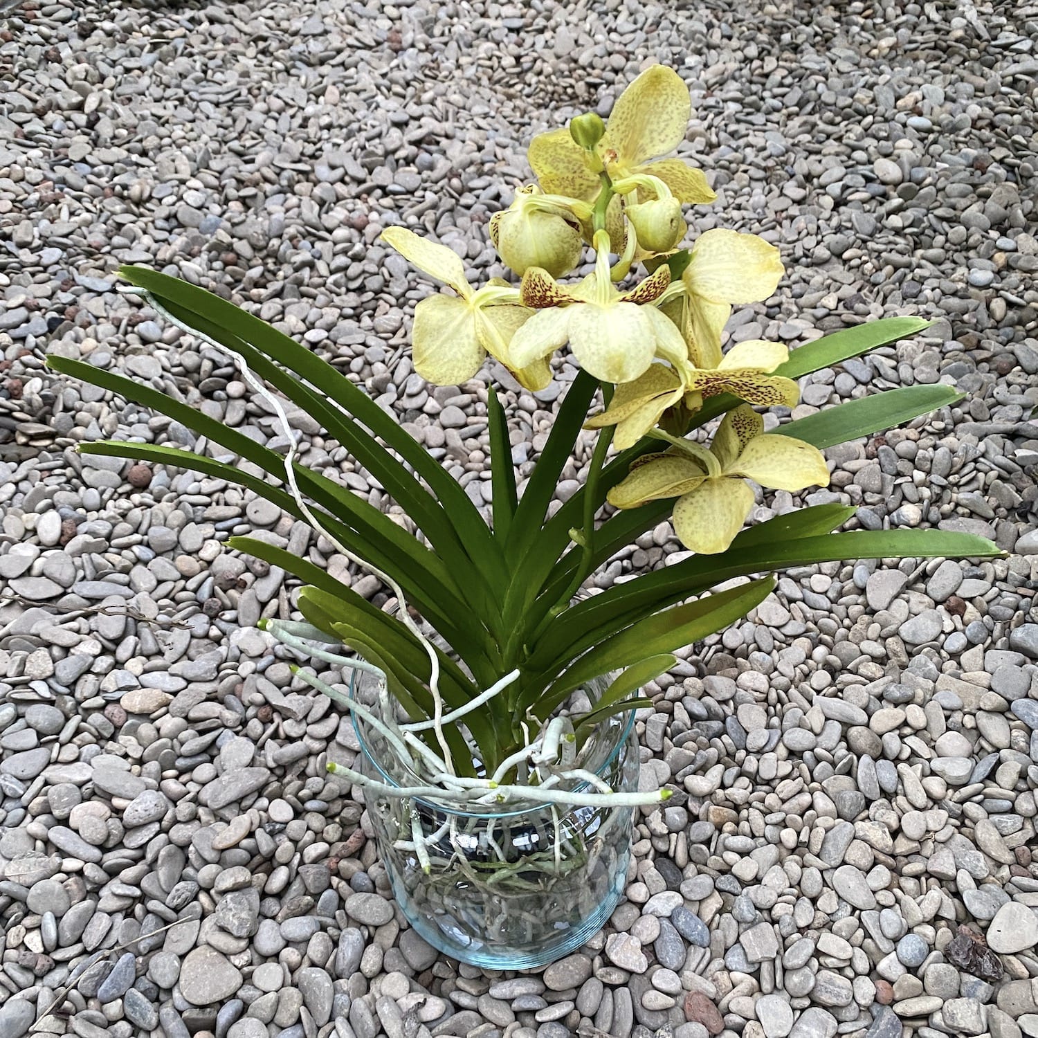 Vanda Yellow Spot (Ansu)