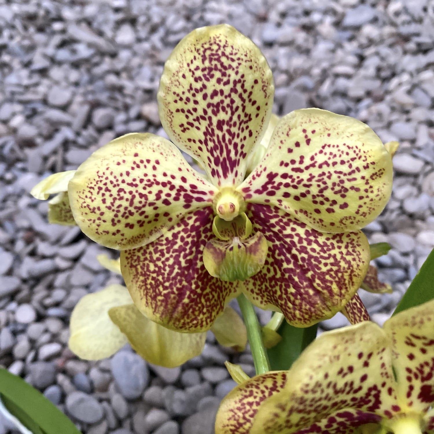 Vanda Yellow Spot (Ansu)