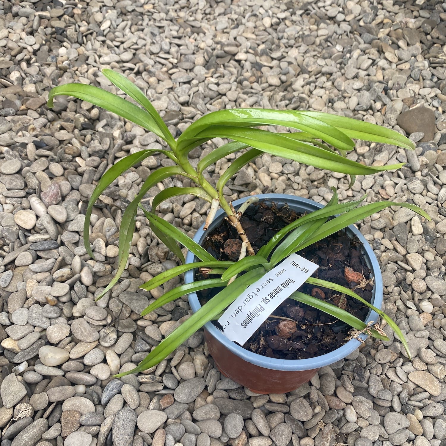 Vanda mariae sp. Philippines