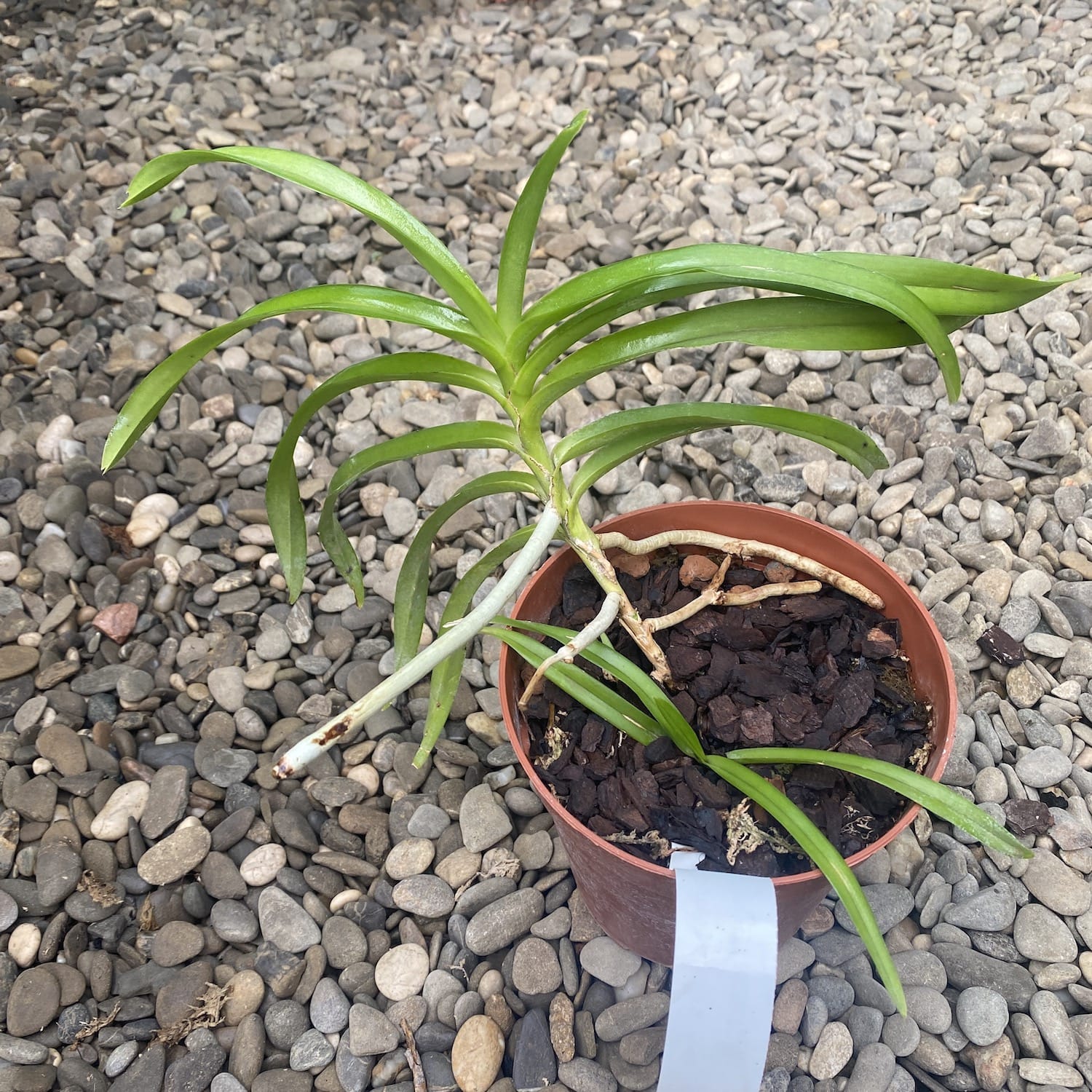 Vanda mariae sp. Philippines