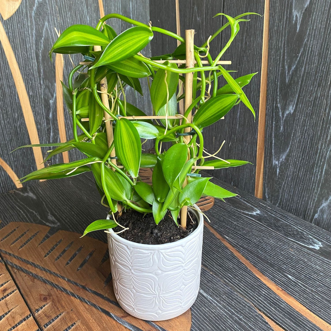 Vanilla Planifolia 'Variegata' - Orhideea de vanilie