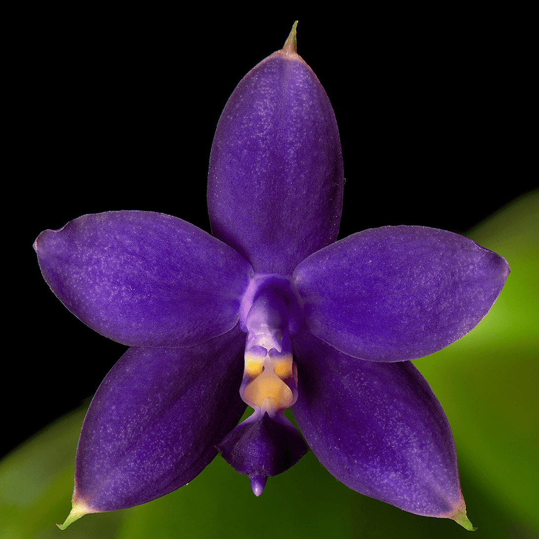 Phalaenopsis violacea var. coerulea