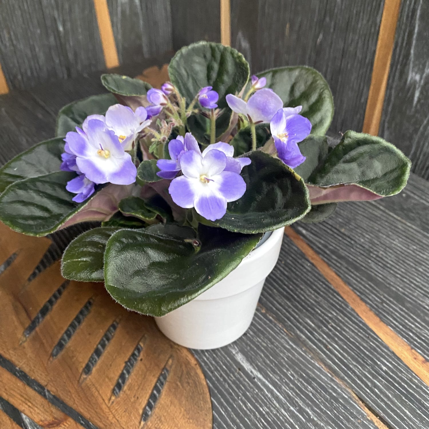 Violete - Saintpaulia Trendy Kék