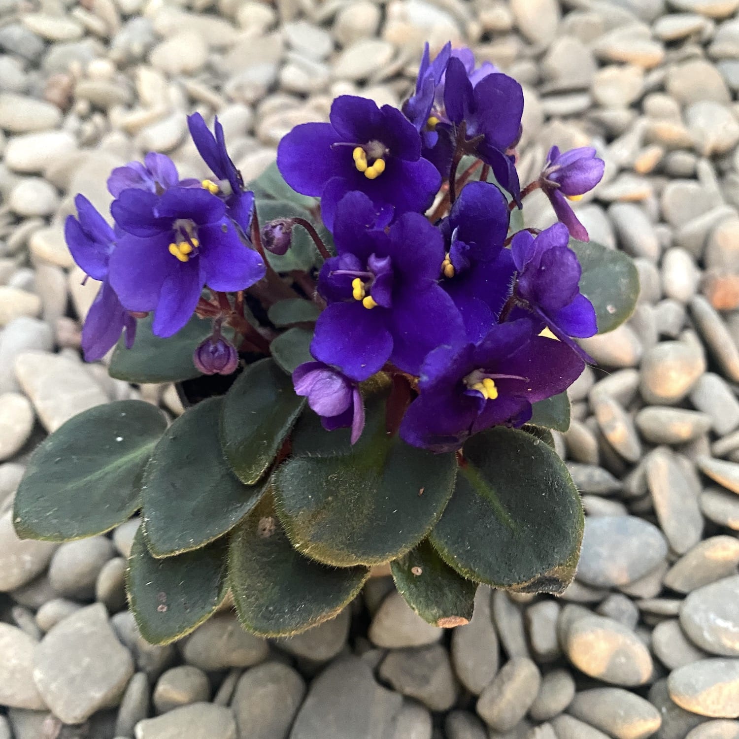 Violete albastre - Saintpaulia Jenny Blue (mini)