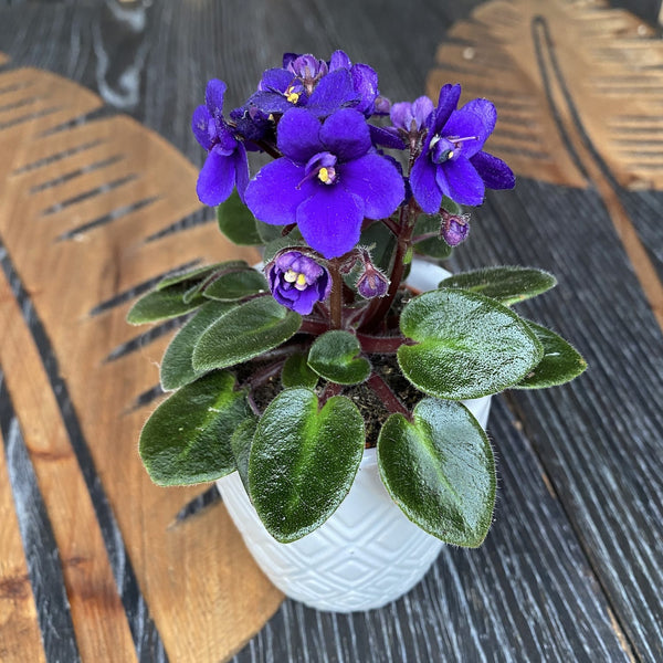 Blue violets - Saintpaulia Jenny Blue (mini)