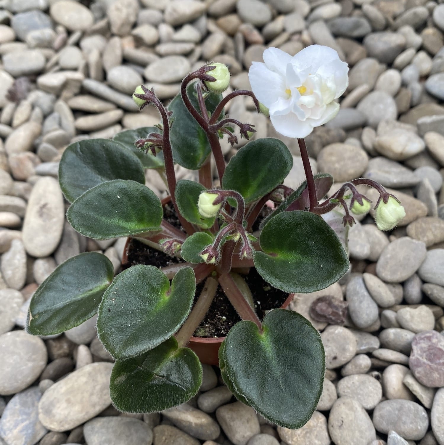 Виолетки с двойни бели цветя - Saintpaulia White (мини)