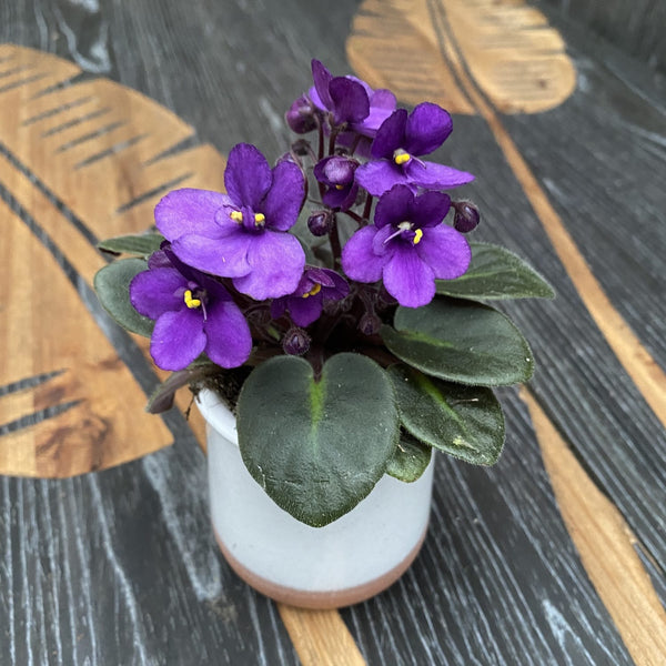 Purple violets - Saintpaulia Jenny Lila (mini)