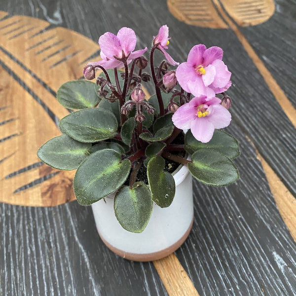 Violete roz - Saintpaulia Jenny Rose (mini)
