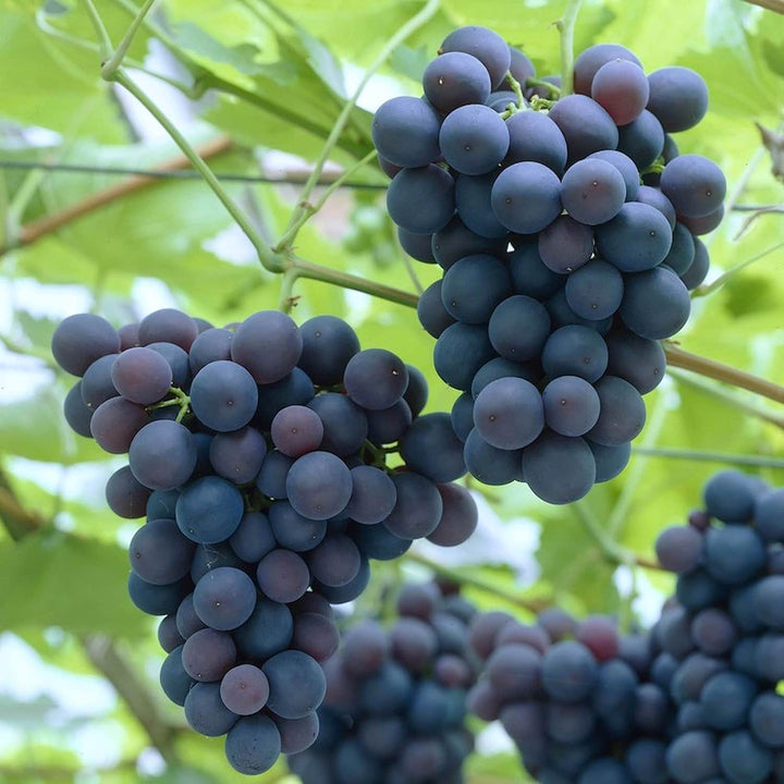 Vitis vinifera 'Frankenthaler' (Black Hamburg)