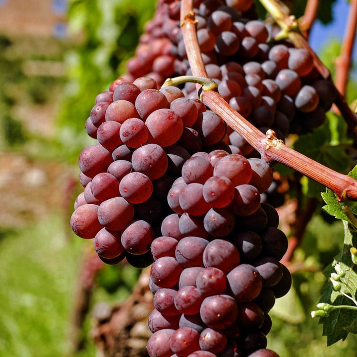 Vitis vinifera 'Vanessa'