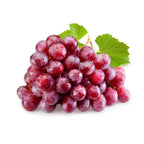 Vitis vinifera 'Vanessa'