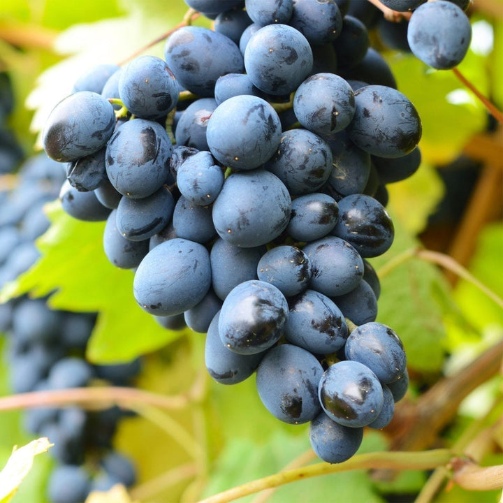 Vitis vinifera 'Venus'