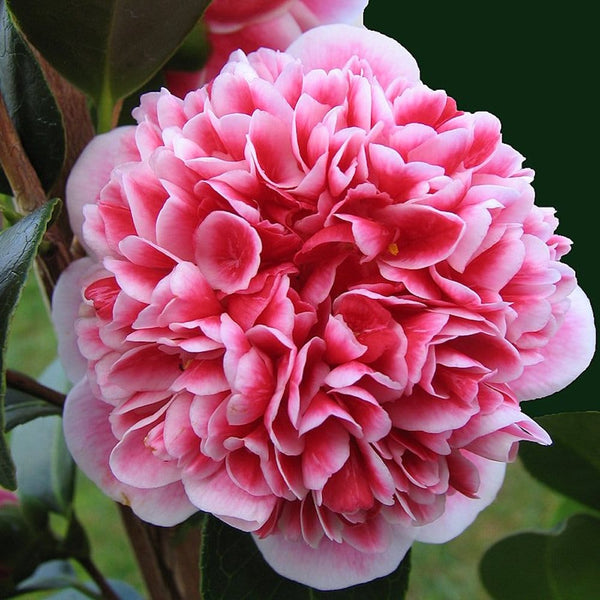Camellia japonica 'Volunteer'