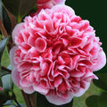 Camellia japonica 'Volunteer'