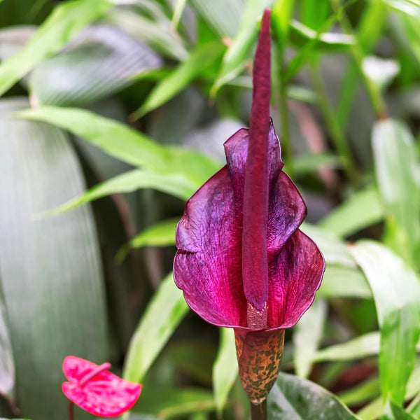 Amorphophallus Konjac (Devil's Tongue, Voodoo Lily)