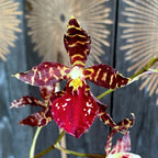 Vuylstekeara 'Rode Violet'