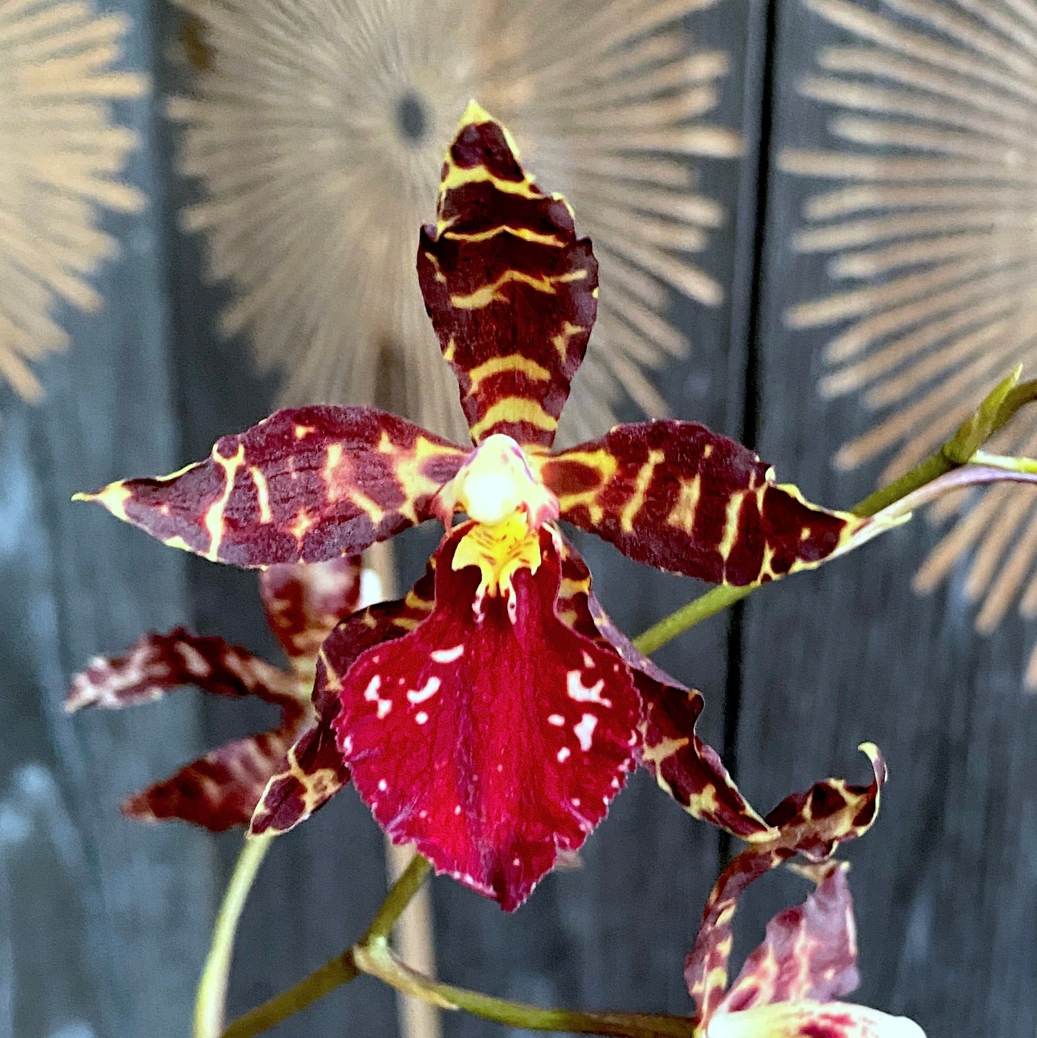 Vuylstekeara 'Red Violet'