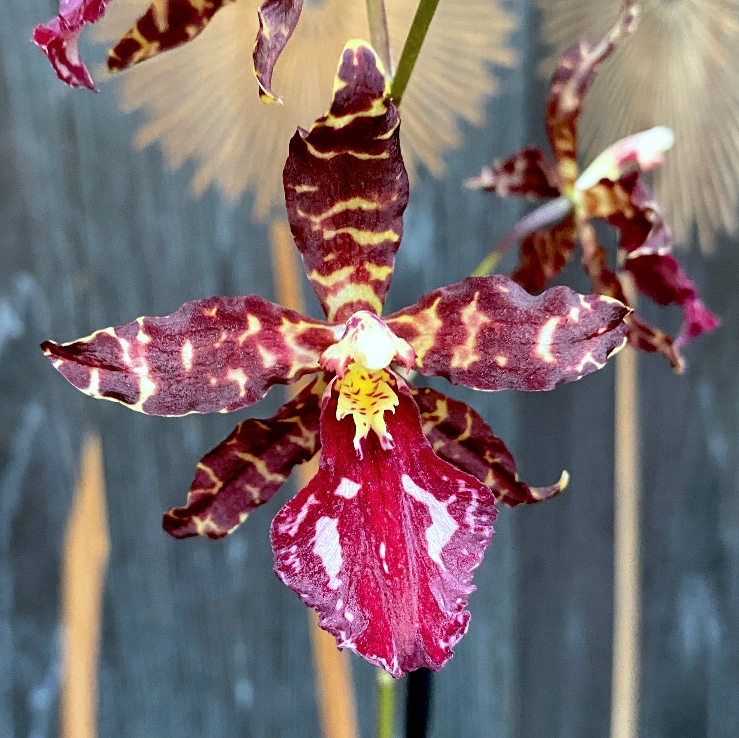 Vuylstekeara 'Red Violet'