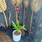 Vuylstekeara 'Rode Violet'