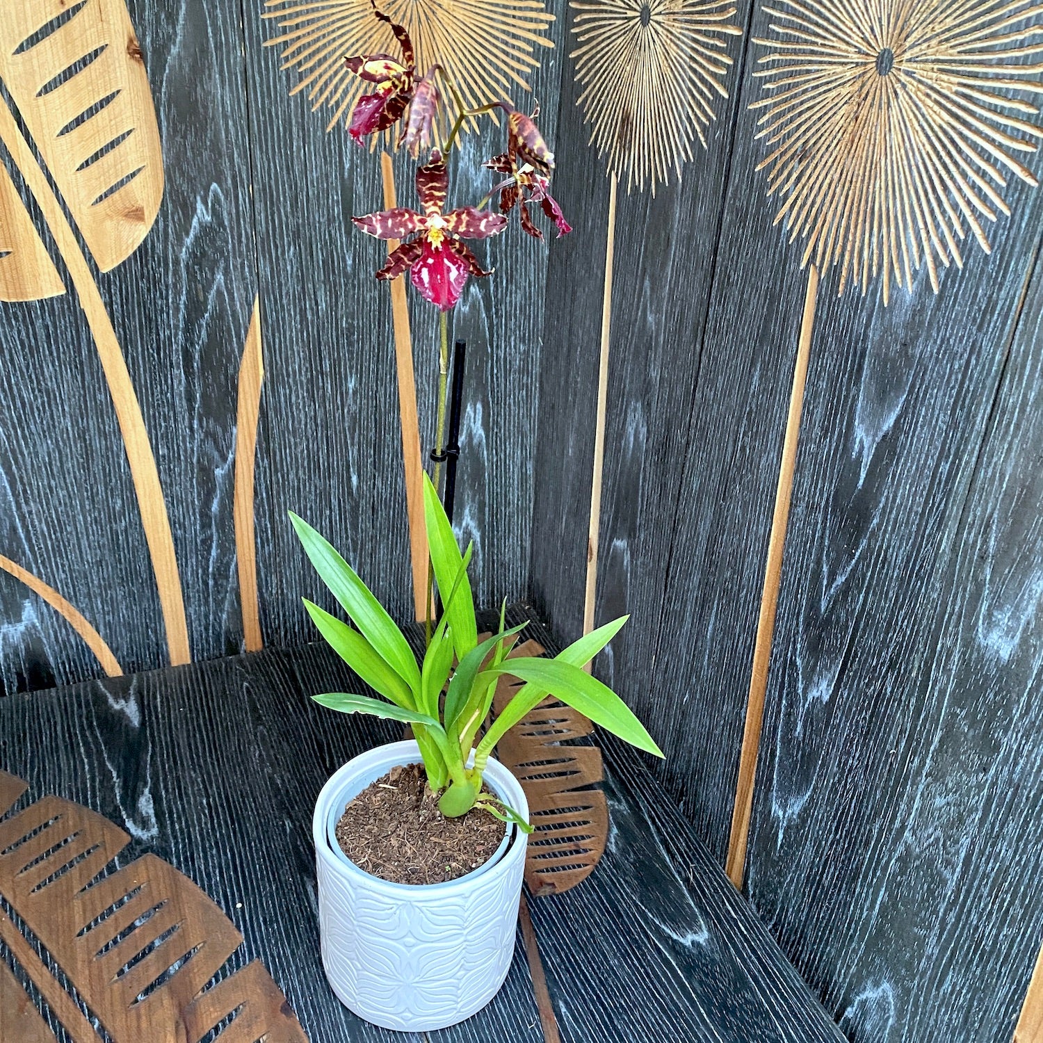 Vuylstekeara 'Red Violet'