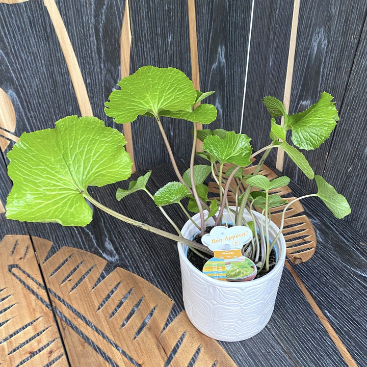 Wasabi japonica