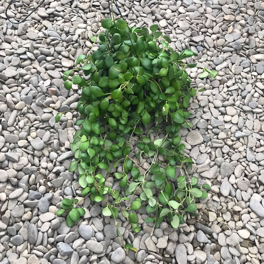 Hoya heuschkeliana 'Yellow'