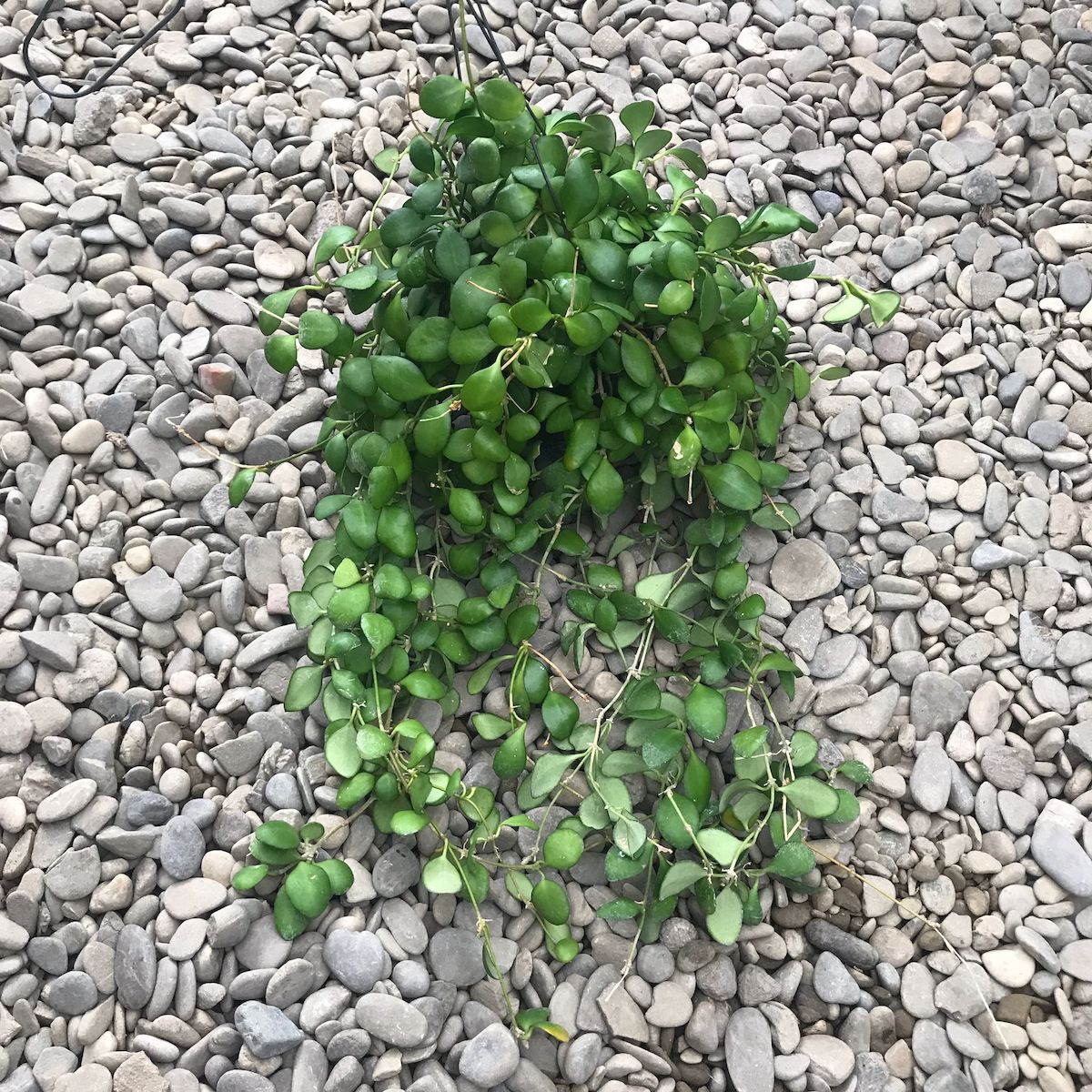 Hoya heuschkeliana 'Yellow'